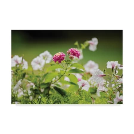 Kurt Shaffer 'Pink Lantana' Canvas Art,12x19